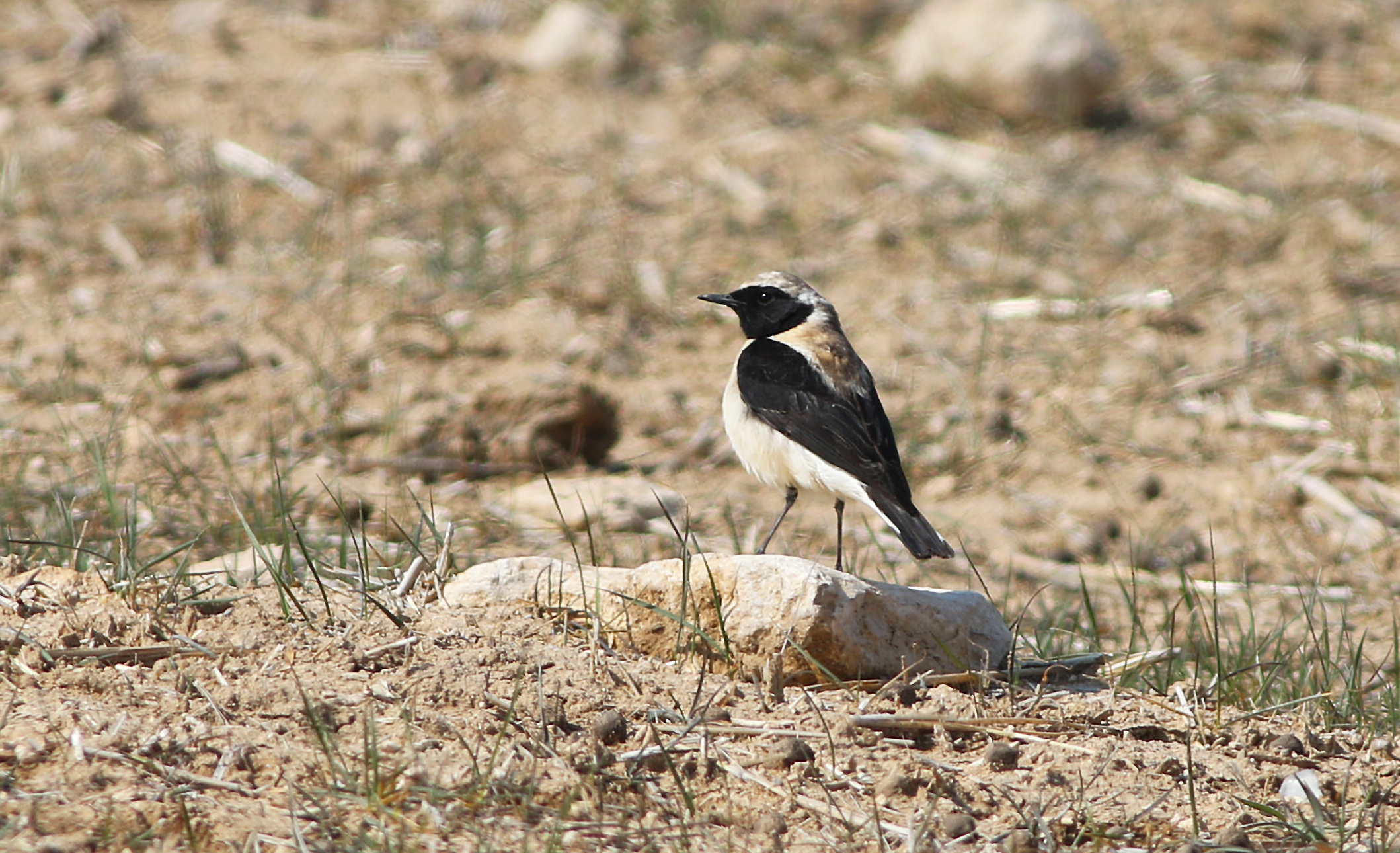 Black-eared Wheatear